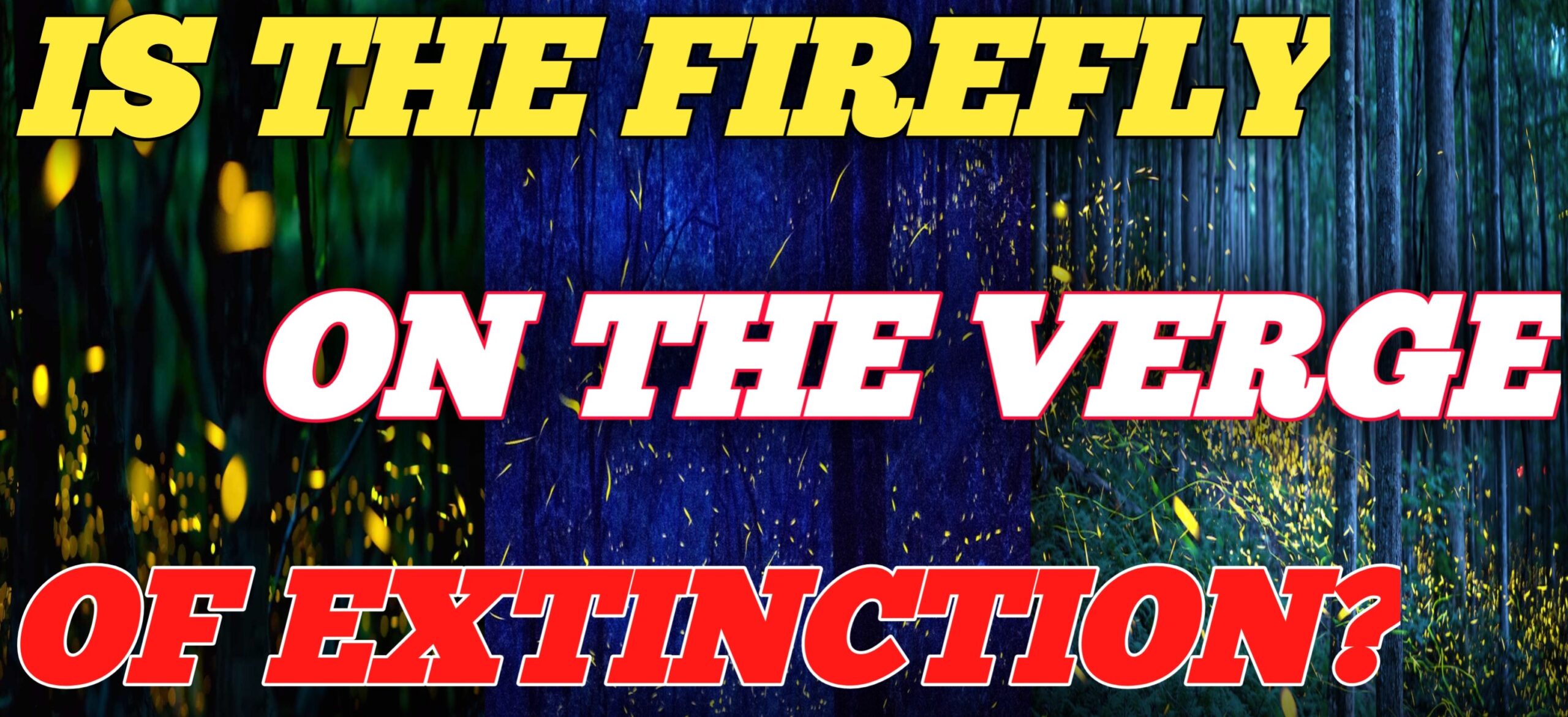 Is the firefly on the verge of extinction ?