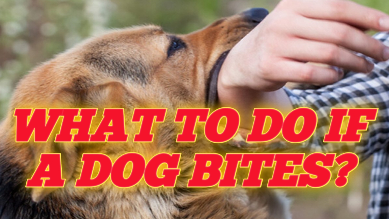 What to do if a dog bites?
